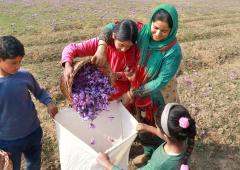 The Search For 'Red Gold' In Kashmir