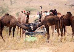 Welcome To The Largest Camel Fair!