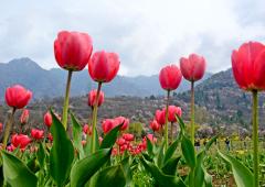 Tulips, Tulips Everywhere!