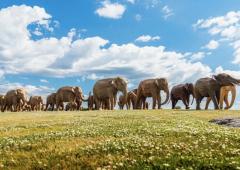 100 Indian Elephants March To New York