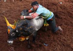 Jallikattu Leads Pongal Celebrations