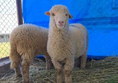 India's First Gene-Edited Sheep Is Here!