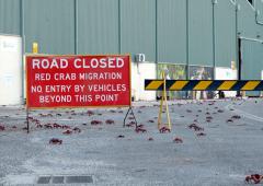 Millions Of Red Crabs Shut Down Roads
