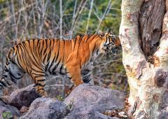 Seen These Spectacular Tiger Pix?