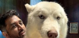 IPL: BCCI ethics officer dismisses conflict of interest allegations against MS Dhoni