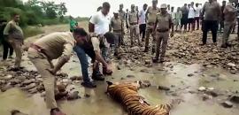 Tiger found dead in MP reserve, toll rises to 10 since Jan 1