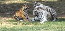 A Tigress And Her Tiny Titans