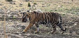 I Spotted A Tiger!