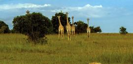 A Heart Surgeon's Stunning Wildlife Photographs