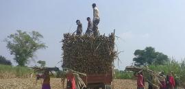 Woman Found Dead In Sugarcane Field In Meerut