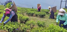 Rain havoc: Over 30 Darjeeling tea gardens destroyed; Rs 50 cr loss feared