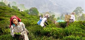 How India Let Sri Lanka Steal Its Tea Crown