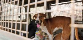 Aggressive sterilisation key to controlling strays: SC