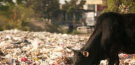 Halwa, puris behind death of 20 cows in Haryana?