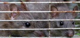 Indore horror: Rats bite 2 newborn babies at hospital