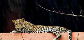 8 pm News Flash – December 9, 2025