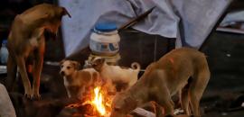 Can't sacrifice children.....: SC orders removal of stray dogs from Delhi