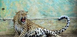 Woman Killed in Leopard Attack Near Bijnor, India