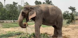 Maha steps up efforts to bring back elephant Mahadevi from Guj after stir