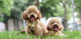 Toy Poodles at Hyderabad airport to relieve travel anxiety