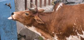 UP: Cow stranded on 4th floor sends locals in panic