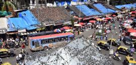 No order from court, BMC acted on its own: HC on 'kabutarkhanas'