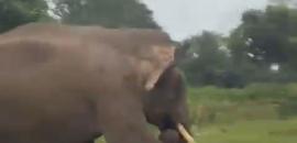 Elephant chases, pins tourist to ground in Bandipur forest