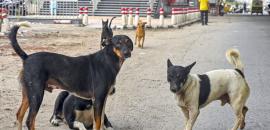 Days after SC's order, woman mauled to death by stray dogs
