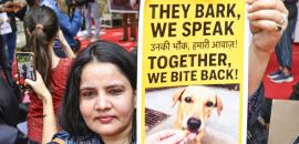 Key takeaways from SC's modified order on stray dogs