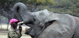 Caring for Kadiki