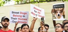 SC flags practical challenges in sheltering all stray dogs
