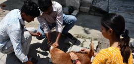 Chennai cop's remarks on woman feeding stray dogs sparks uproar