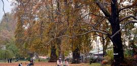 Kashmir Glows in Autumn Gold