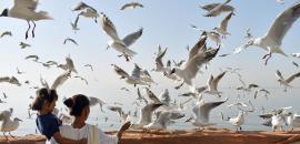 Mumbai to get world-standard exotic birds park in eastern suburbs