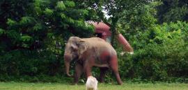 Elephant runs amok in Thrissur, damages vehicles