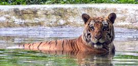 Beat the Heat, Tiger Style