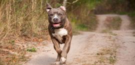 Mumbai man unleashes pet dog on minor boy, booked