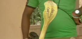 Stunning! One-year-old child bites cobra to death in Bihar
