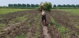 MP farmer's Rs 3 income shocks Internet; officials say 'clerical error'