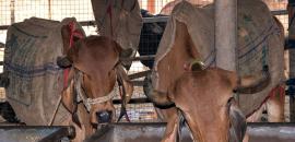 Cattle trade suspended in Maharashtra town over cow vigilantes