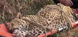 'Man-eater' leopard that killed 3 people shot dead in Pune