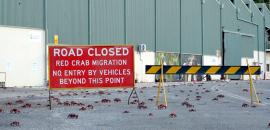 Millions Of Red Crabs Shut Down Roads