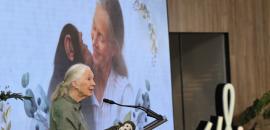 Primatologist and chimpanzee expert Jane Goodall dies at 91