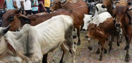 Swamped with false cow slaughter cases: Allahabad HC