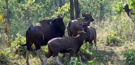 Jharkhand seeks Centre's nod to bring 50 bison from MP for PTR
