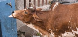 40-kg plastic waste removed from cow's stomach in Odisha