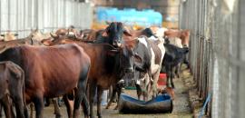 Gau Bhakts To Enter Poll Fray In Bihar