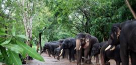 Woman tourist from TN killed during elephants' fight at Karnataka camp