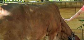 Man arrested for 'sexually assaulting' cow in Bengaluru