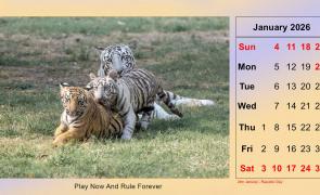 2026 Calendar: Sherni And Her Cubs